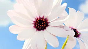 美丽成双的花儿_13