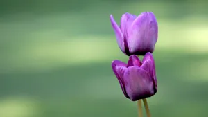 美丽成双的花儿_15