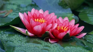 美丽成双的花儿_17