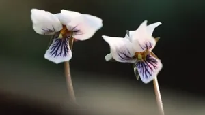 美丽成双的花儿_18