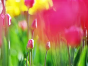 山花烂漫 第四辑_2