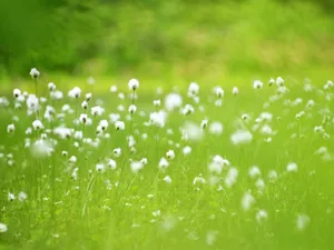 山花烂漫 第四辑_3
