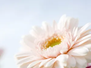 山花烂漫 第四辑_4