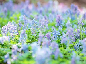 山花烂漫 第四辑_5