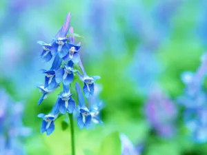 山花烂漫 第四辑_6