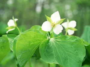 山花烂漫 第四辑_7