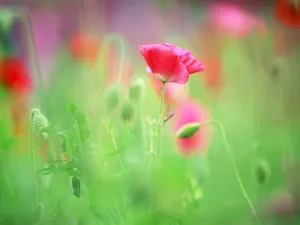 山花烂漫 第四辑_8