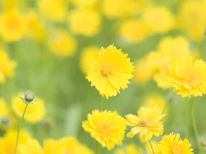 山花烂漫 第四辑_9
