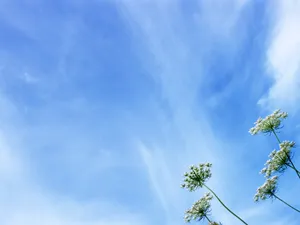山花烂漫 第四辑_11