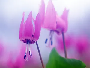 山花烂漫 第四辑_12