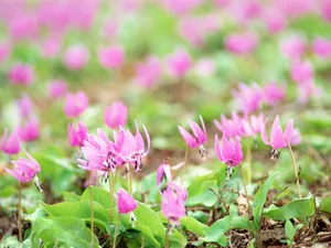 山花烂漫 第四辑_13