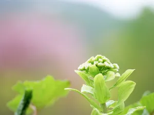 山花烂漫 第四辑_14