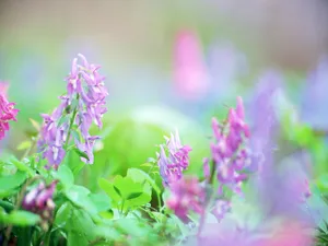 山花烂漫 第四辑_15