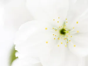山花烂漫 第四辑_16
