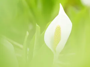 山花烂漫 第四辑_17