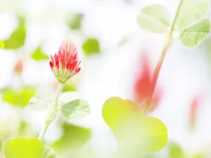 山花烂漫 第四辑_18
