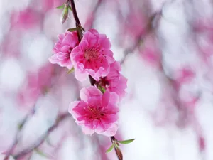 山花烂漫 第四辑_19