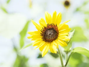 山花烂漫 第三辑_2