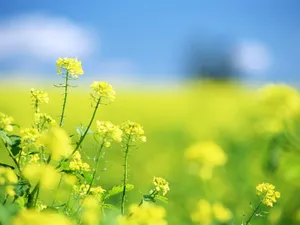 山花烂漫 第三辑_3