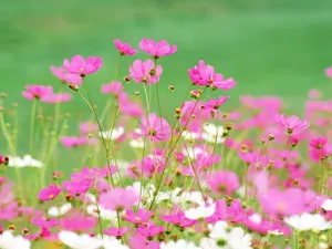 山花烂漫 第三辑_4