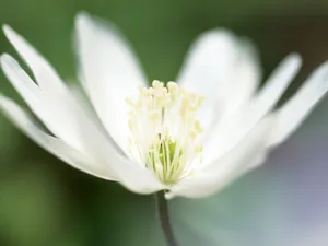 山花烂漫 第三辑_6