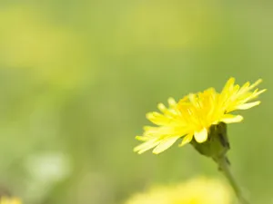 山花烂漫 第三辑_7