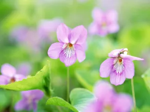 山花烂漫 第三辑_8
