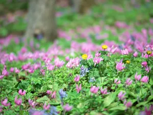 山花烂漫 第三辑_9