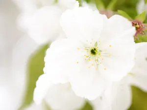 山花烂漫 第三辑_10