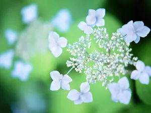 山花烂漫 第三辑_12