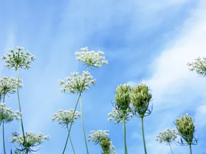 山花烂漫 第三辑_13