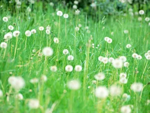 山花烂漫 第三辑_14