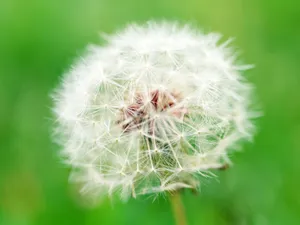 山花烂漫 第三辑_16