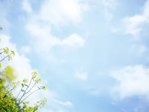 山花烂漫 第三辑_17