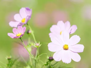 山花烂漫 第三辑_18