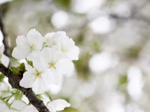 山花烂漫 第三辑_19