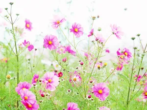 山花烂漫 第一辑_2