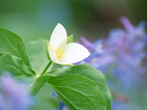 山花烂漫 第一辑_4