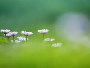 山花烂漫 第一辑_5