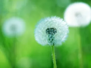 山花烂漫 第一辑_7