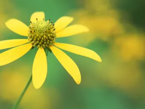 山花烂漫 第一辑_8