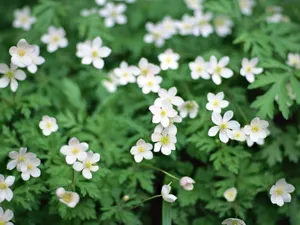 山花烂漫 第一辑_9