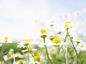 山花烂漫 第一辑_11