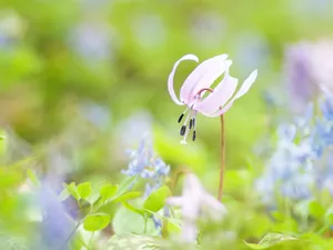 山花烂漫 第一辑_13