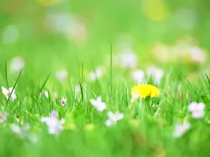 山花烂漫 第一辑_14