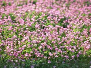 山花烂漫 第一辑_15