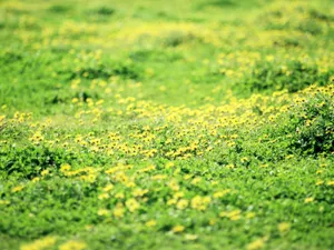 山花烂漫 第一辑_16