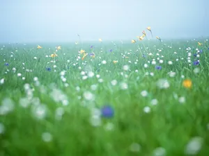 山花烂漫 第一辑_17