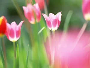 山花烂漫 第一辑_18
