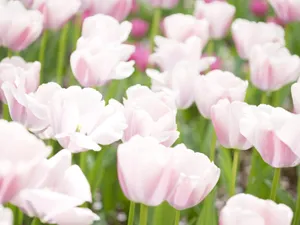 山花烂漫 第一辑_19